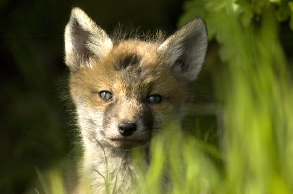 Fox Cub